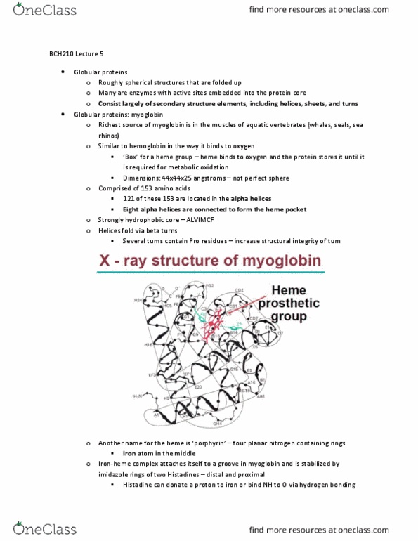 BCH210H1 Lecture Notes - Lecture 5: Imidazole, Heme, Myoglobin thumbnail