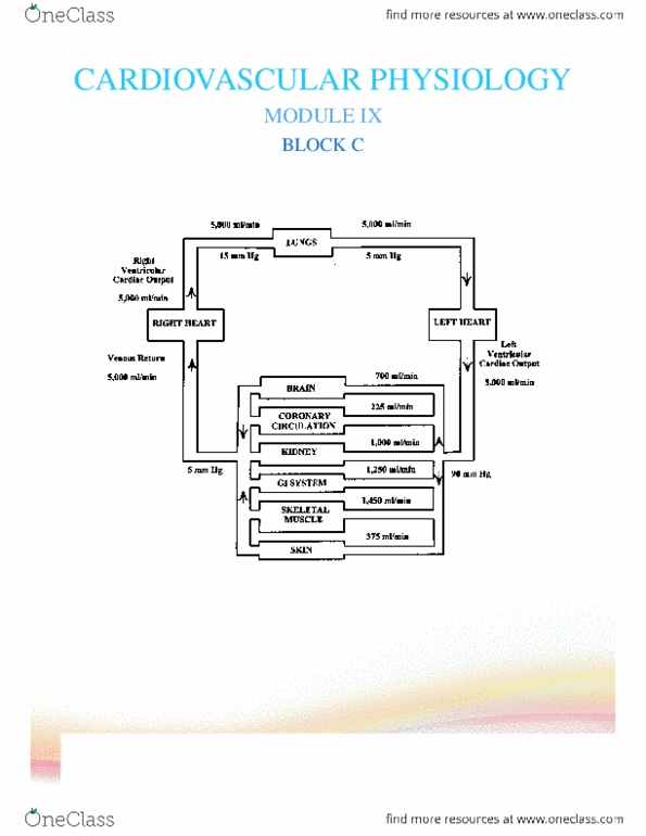 PHYL 1010Y Chapter : Block C - Cardiovascular Physiology Introduction.docx thumbnail