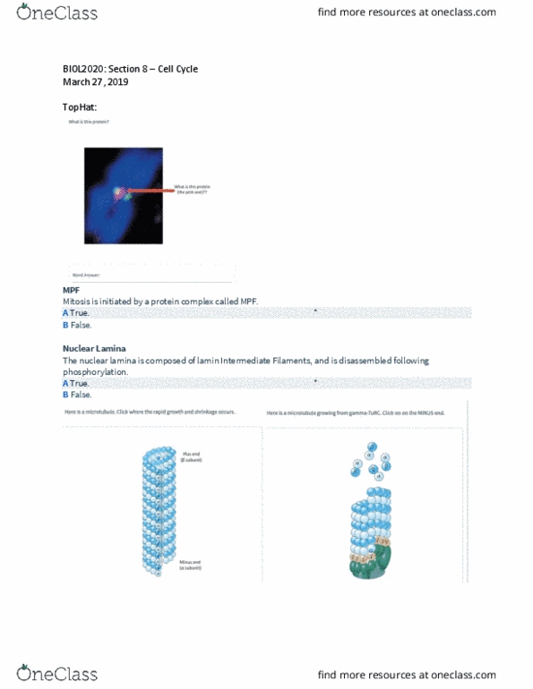 BIOL 2020 Lecture Notes - Lecture 22: Intermediate Filament, Phosphorylation, Mitosis thumbnail