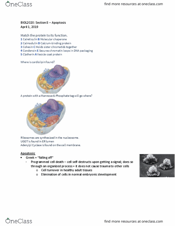 BIOL 2020 Lecture Notes - Lecture 24: Programmed Cell Death, Condensin, Sister Chromatids thumbnail