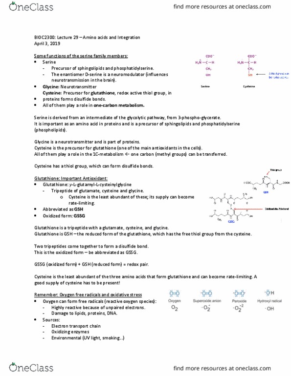 BIOC 2300 Lecture Notes - Lecture 29: Glutathione Disulfide, Glutathione, Tripeptide thumbnail