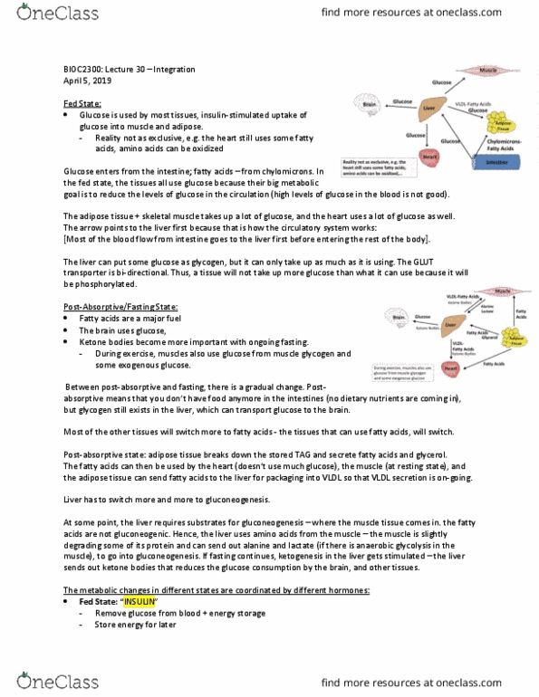 BIOC 2300 Lecture Notes - Lecture 30: Adipose Tissue, Anaerobic Glycolysis, Blood Sugar thumbnail