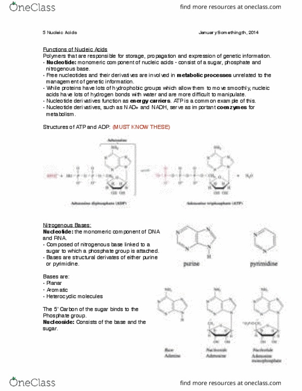 BIOCHEM 2EE3 Lecture Notes - Boltzmann Equation, Nitrogenous Base, Cell Nucleus thumbnail