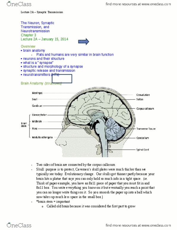 PSYC 3403 Lecture Notes - Phineas Gage, Frontal Lobe, Central Sulcus thumbnail