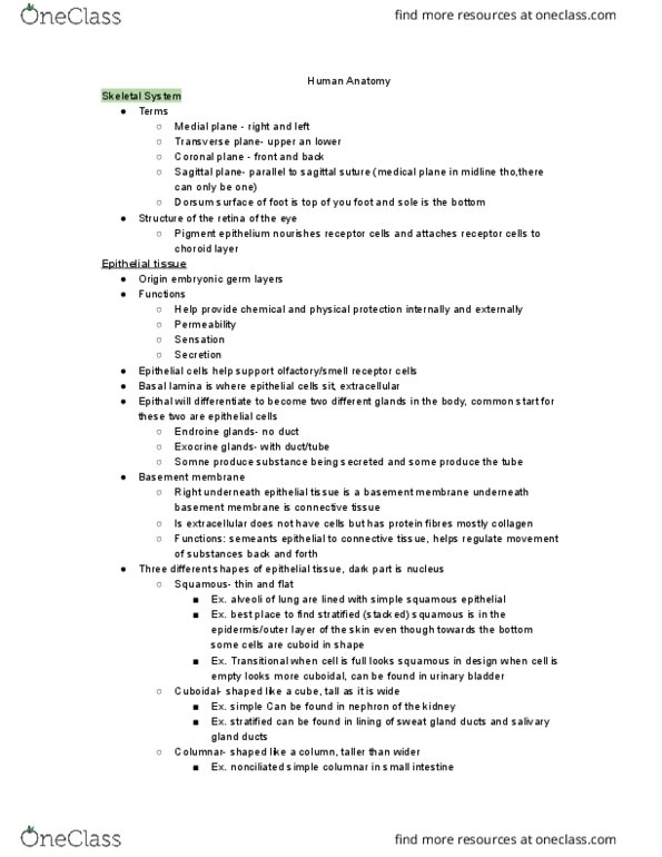 KINE 2031 Lecture Notes - Lecture 2: Collagen, Red Blood Cell, Cartilage thumbnail