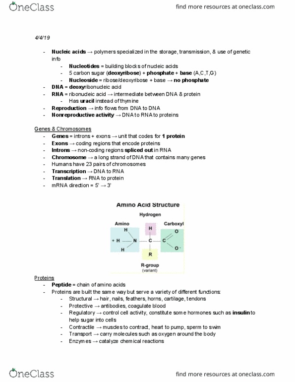 MCDB 21 Lecture Notes - Lecture 2: Intron, Nucleoside, Uracil thumbnail