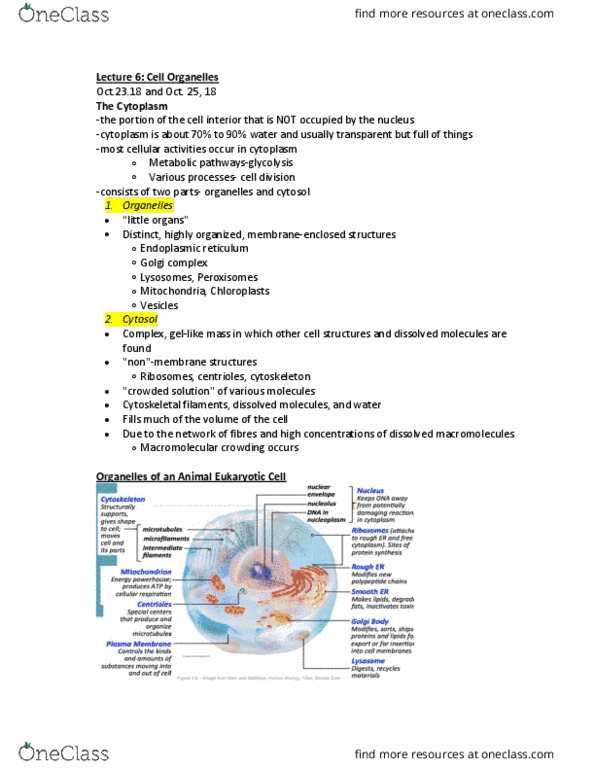 NATS 1610 Lecture Notes - Lecture 6: Macromolecular Crowding, Endoplasmic Reticulum, Organelle thumbnail