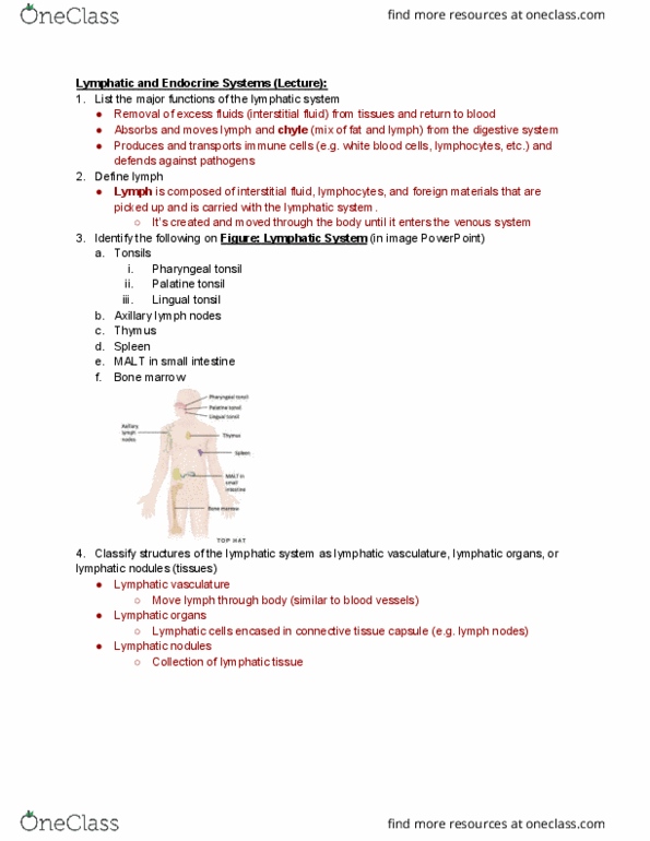 ANTR 350 Lecture Notes - Lecture 4: Axillary Lymph Nodes, Lymphatic System, Lingual Tonsils thumbnail