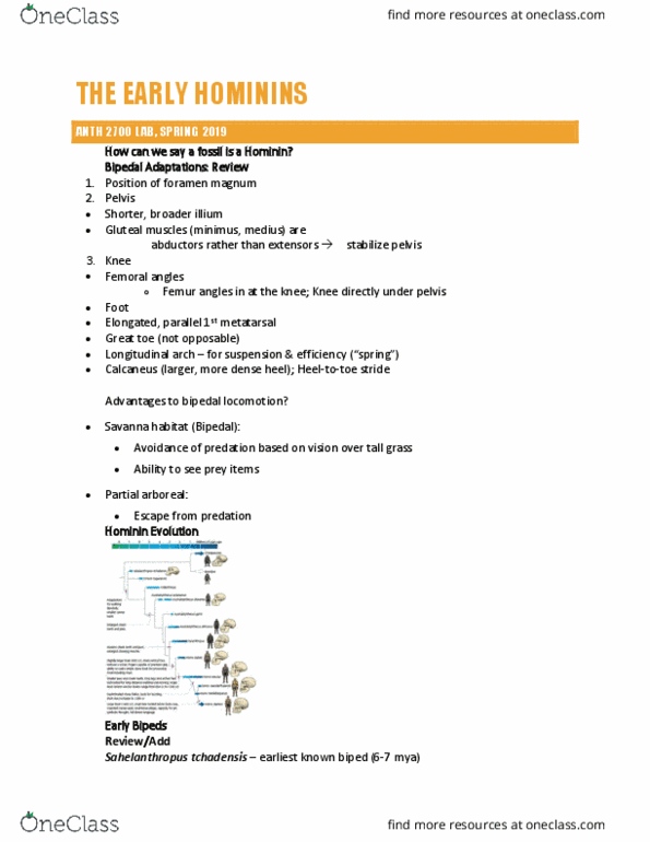 ANTH 2700 Lecture Notes - Lecture 10: Sahelanthropus, Foramen Magnum, Gluteal Muscles thumbnail