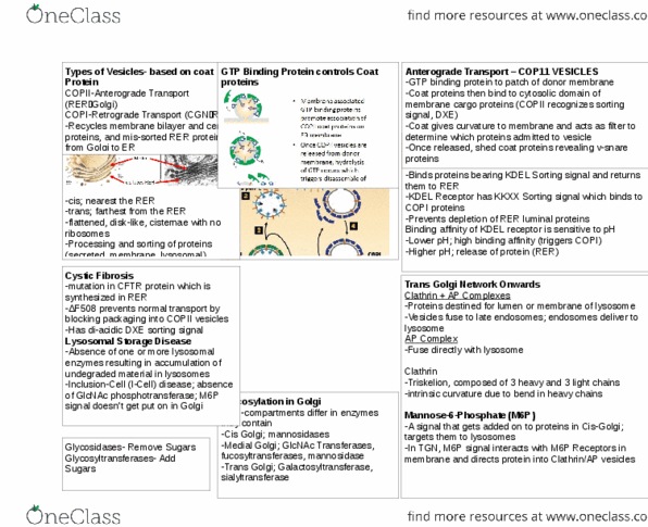 Biology 2382B Lecture Notes - Lecture 5: Copii, Protein Targeting, Copi thumbnail