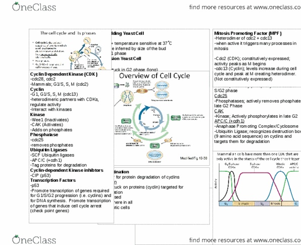 Biology 2382B Lecture Notes - Lecture 7: Cyclin-Dependent Kinase 1, G1 Phase, G2 Phase thumbnail