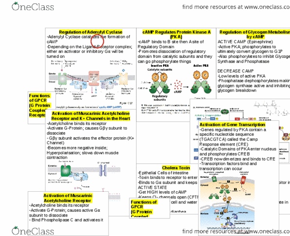 Biology 2382B Lecture Notes - Lecture 10: Glycogen Synthase, Cgmp-Dependent Protein Kinase, Phosphatase thumbnail