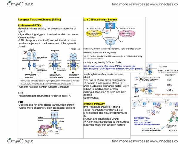Biology 2382B Lecture Notes - Lecture 11: Sh3 Domain, Grb2, Signal Transduction thumbnail