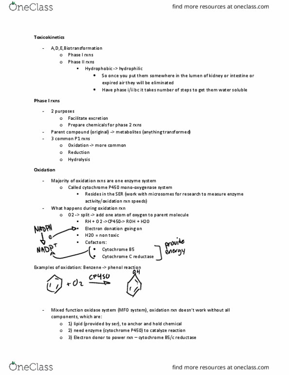 BISC 313 Lecture Notes - Lecture 21: Cytochrome P450, Cytochrome C, Toxicokinetics thumbnail