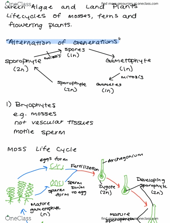 BIOL 151 Chapter Notes - Chapter 28: Archegonium, Sporophyte, Gametophyte thumbnail