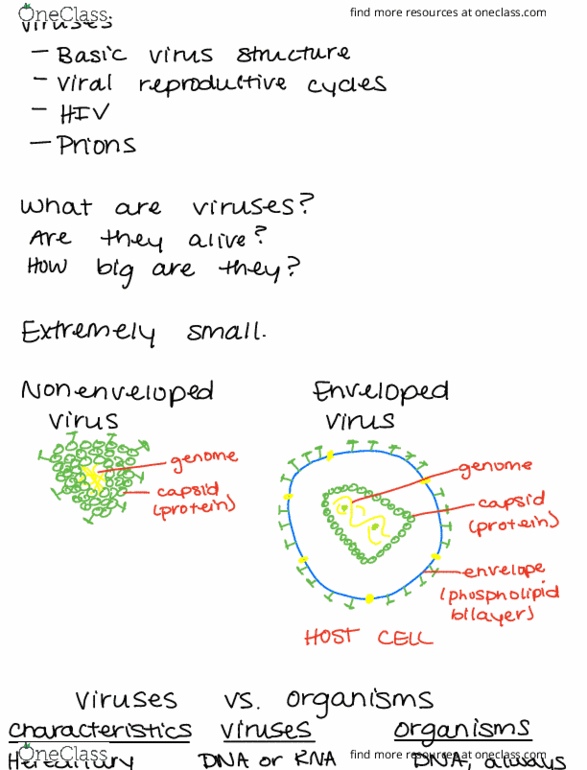 BIOL 151 Chapter Notes - Chapter 33: Reverse Transcriptase, Retrovirus, Phospholipid thumbnail