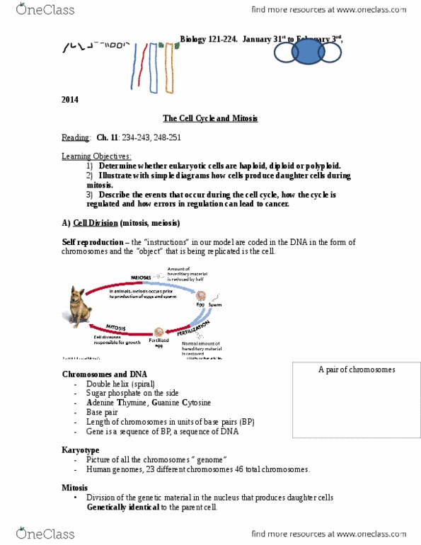 BIOL 121 Lecture Notes - Nucleic Acid Double Helix, Mitosis, Karyotype thumbnail