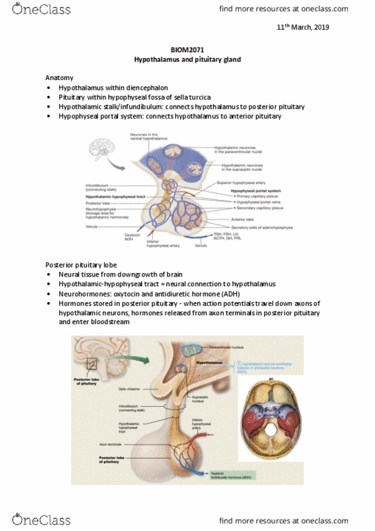 BIOM2071 Lecture Notes - Lecture 8: Hypophyseal Portal System, Pituitary Gland, Sella Turcica thumbnail