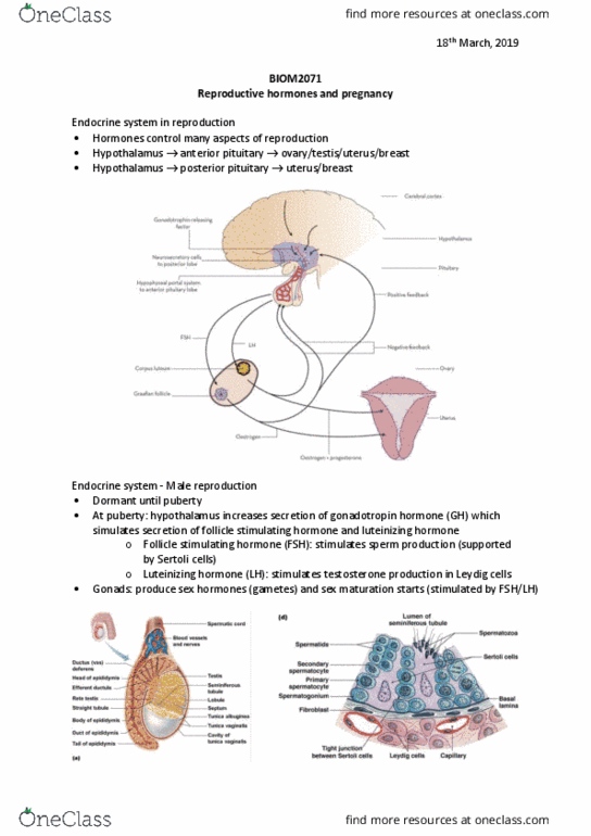 BIOM2071 Lecture Notes - Lecture 10: Luteinizing Hormone, Posterior Pituitary, Anterior Pituitary thumbnail