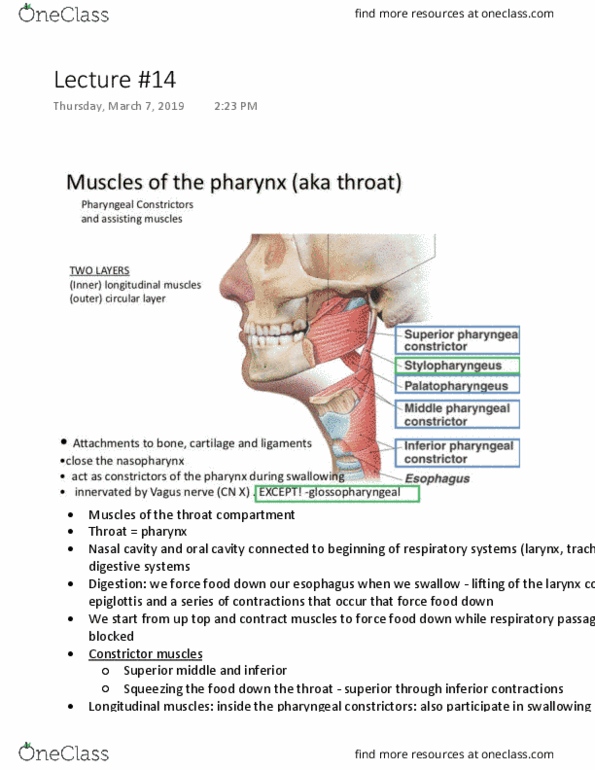 Kinesiology 2222A/B Lecture Notes - Lecture 14: Nasal Cavity, Epiglottis, Digestion thumbnail
