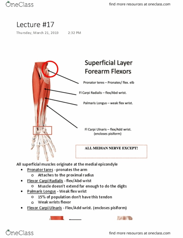 Kinesiology 2222A/B Lecture Notes - Lecture 17: Pisiform Bone, Epicondyle, Supinator Muscle thumbnail