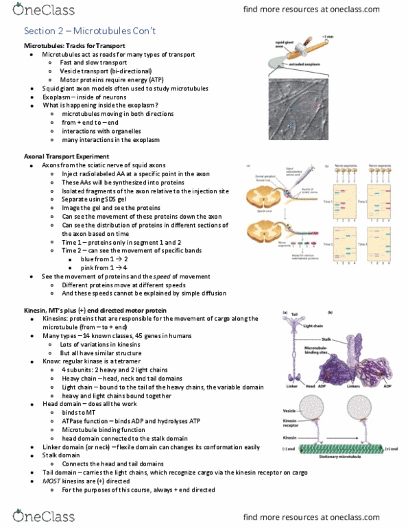 Biology 2382B Lecture Notes - Lecture 2: Squid Giant Axon, Sciatic Nerve, Immunoglobulin Heavy Chain thumbnail