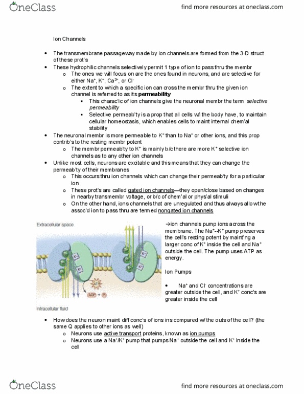 PSYB55H3 Chapter Notes - Chapter 2.4: Active Transport, Hydrophile, Homeostasis thumbnail