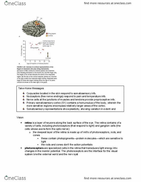 PSYB55H3 Chapter Notes - Chapter 5.7: Postcentral Gyrus, Nociceptor, Retina thumbnail