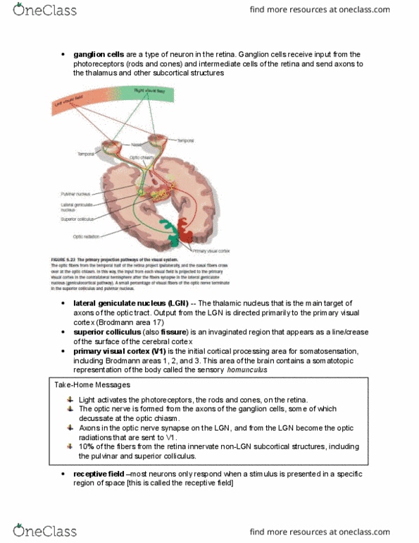 PSYB55H3 Chapter Notes - Chapter 5.8: Visual Cortex, Lateral Geniculate Nucleus, Optic Chiasm thumbnail