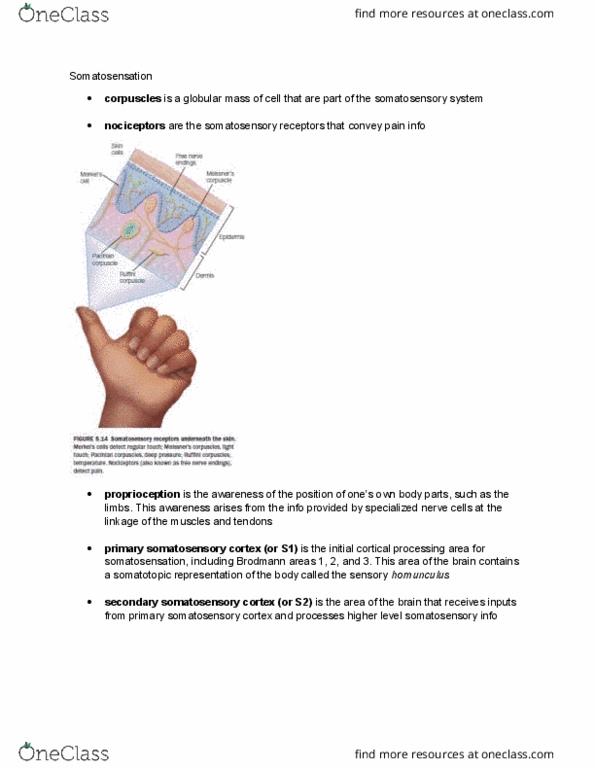 PSYB55H3 Chapter Notes - Chapter 5.6: Secondary Somatosensory Cortex, Postcentral Gyrus, Brodmann Area thumbnail