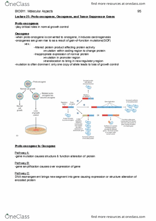 BIOB11H3 Lecture Notes - Lecture 21: Tumor Suppressor Gene, Oncogene, Design Patterns thumbnail