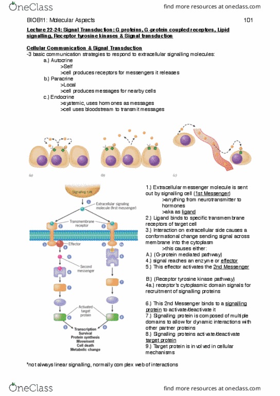 BIOB11H3 Lecture Notes - Lecture 24: Receptor Tyrosine Kinase, Signal Transduction, Protein Kinase A thumbnail