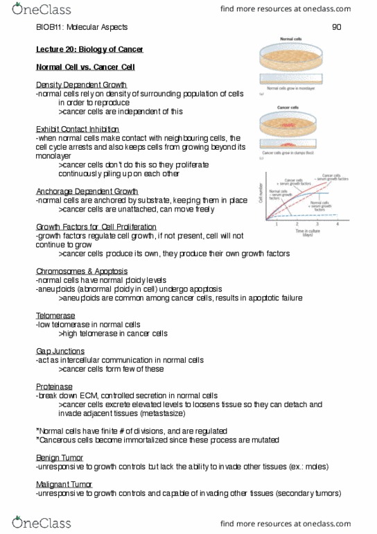 BIOB11H3 Lecture Notes - Lecture 20: Telomerase, Ploidy, Growth Factor thumbnail