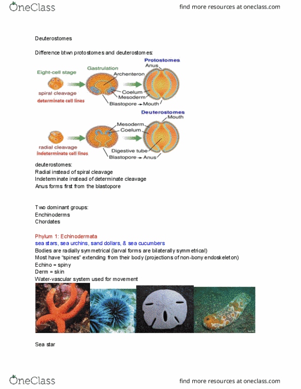 BIO 122 Lecture Notes - Lecture 9: Starfish, Echinoderm, Endoskeleton thumbnail