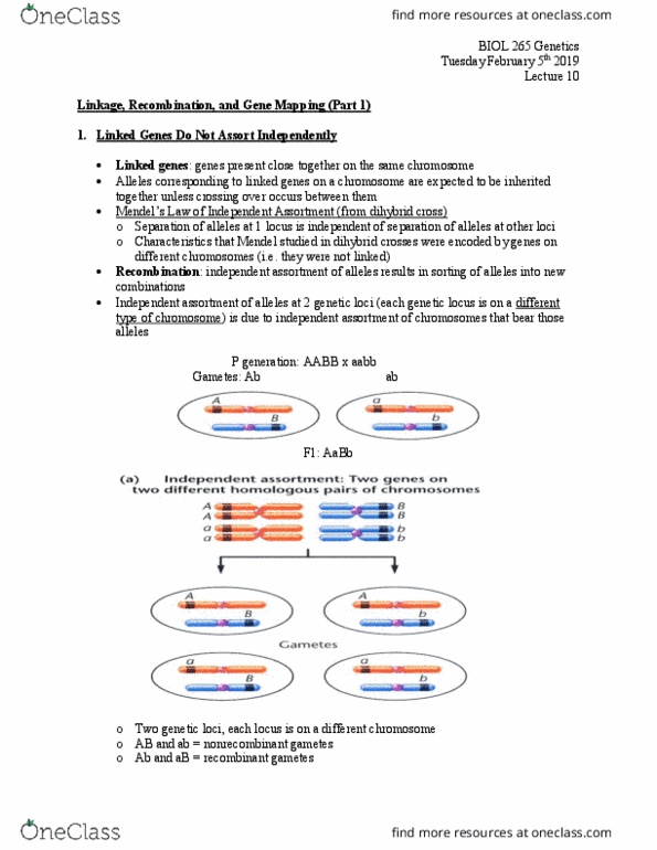 BIOL 265 Lecture Notes - Lecture 10: Dihybrid Cross, Mendelian Inheritance, Chromosome thumbnail