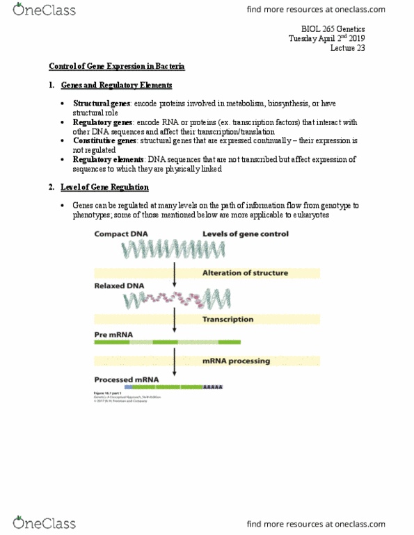BIOL 265 Lecture Notes - Lecture 23: Structural Gene, Regulator Gene, Chromosome thumbnail