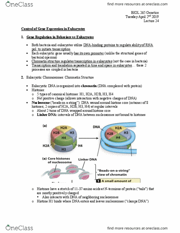BIOL 265 Lecture Notes - Lecture 23: Histone H1, Histone H2B, Histone H2A thumbnail