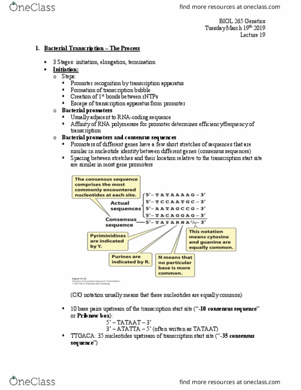 BIOL 265 Lecture Notes - Lecture 19: Pribnow Box, Transcription Bubble, Consensus Sequence thumbnail