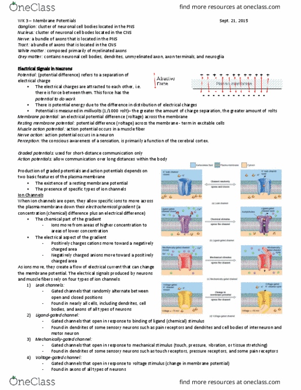 HTHSCI 1H06 Lecture Notes - Lecture 4: Resting Potential, Membrane Potential, Electrochemical Gradient thumbnail
