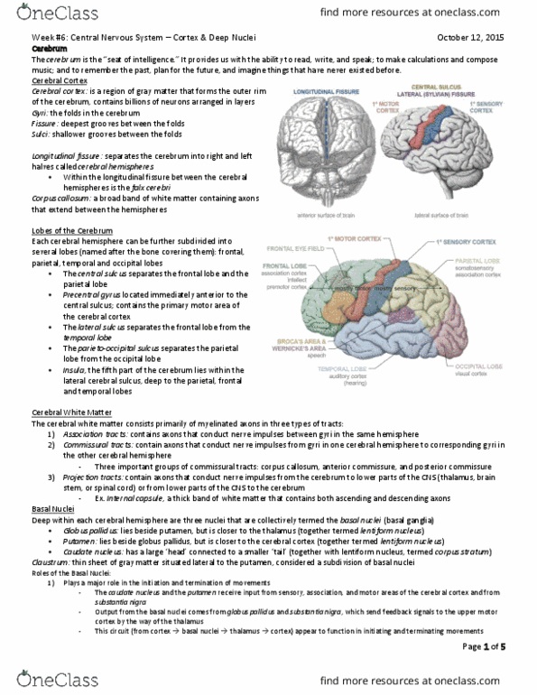 HTHSCI 1H06 Lecture Notes - Lecture 9: Parieto-Occipital Sulcus, Central Nervous System, Lentiform Nucleus thumbnail