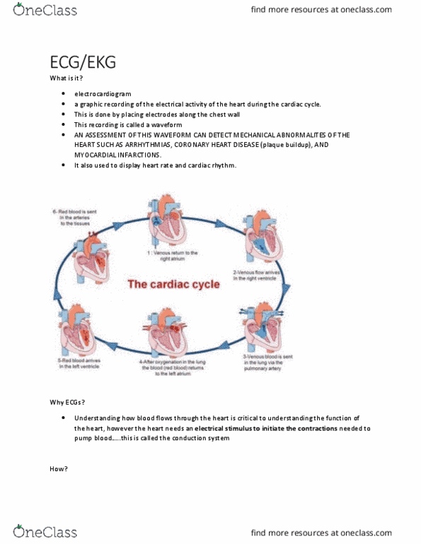 MEDRADSC 2A03 Lecture Notes - Lecture 5: Myocardial Infarction, Heart Rate, Purkinje Fibers thumbnail