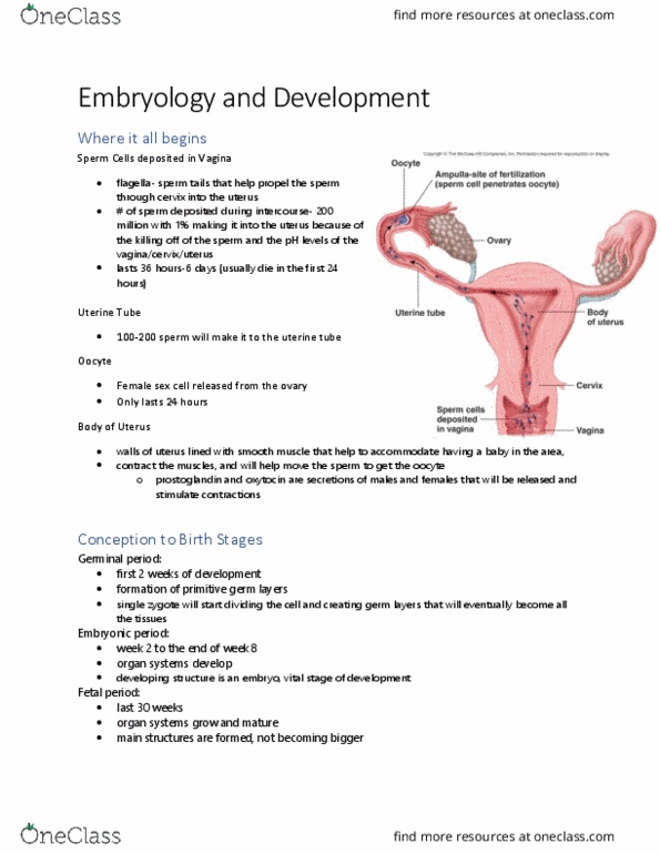 KINESIOL 1A03 Lecture Notes - Lecture 3: Fallopian Tube, Prostaglandin, Oocyte thumbnail