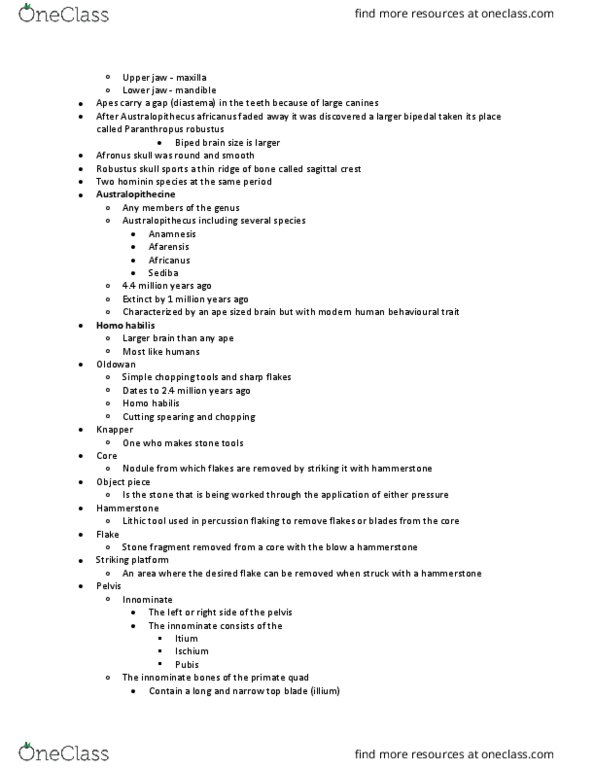 ARKY 205 Lecture Notes - Lecture 7: Paranthropus Robustus, Homo Habilis, Hip Bone thumbnail