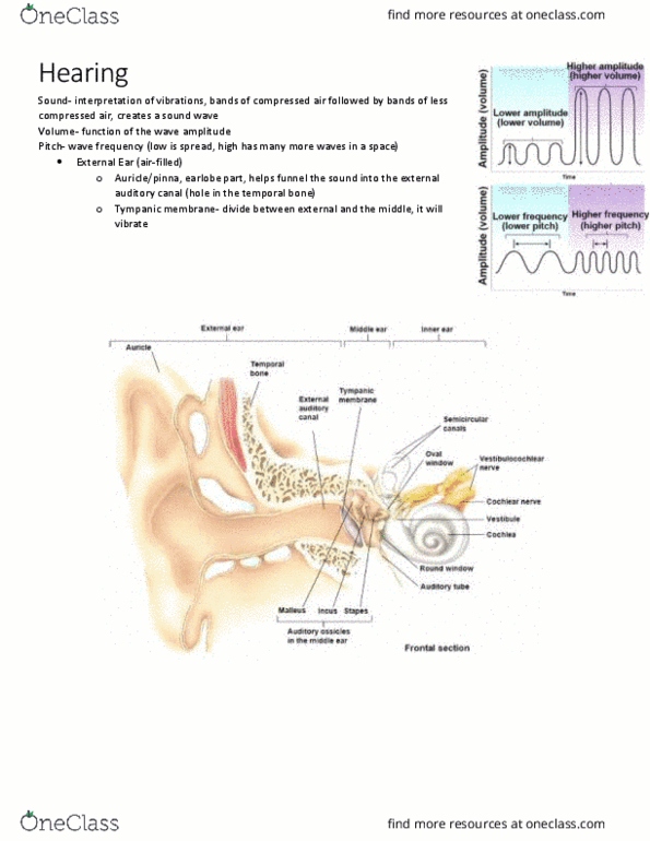 KINESIOL 1A03 Lecture Notes - Lecture 18: Ear Canal, Eardrum, Sound thumbnail