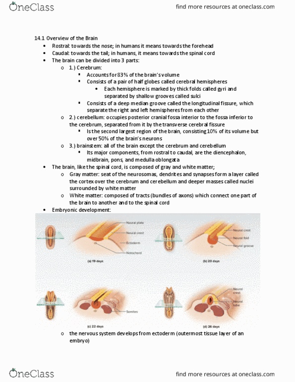 BIOL 260 Chapter Notes - Chapter 14: Medial Longitudinal Fissure, Medulla Oblongata, White Matter thumbnail