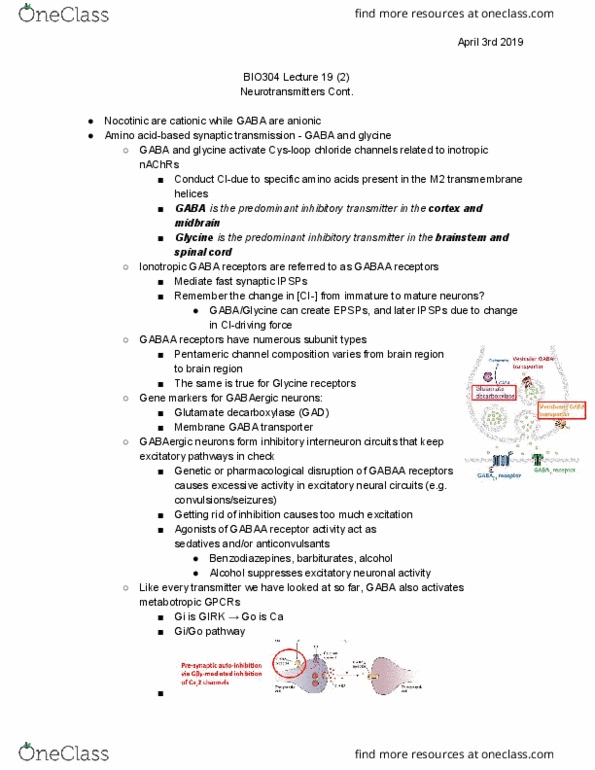 BIO304H5 Lecture Notes - Lecture 19: Glutamate Decarboxylase, Gaba Transporter, G Protein-Coupled Inwardly-Rectifying Potassium Channel thumbnail