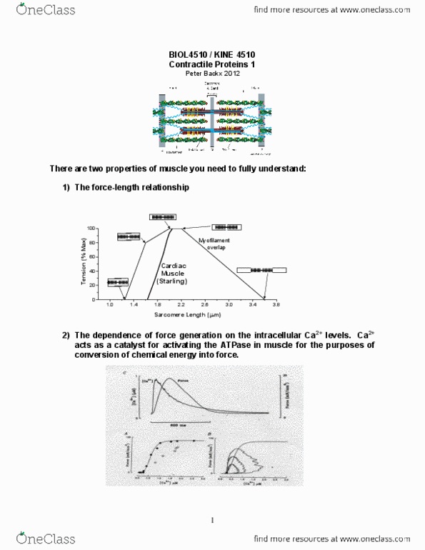 KINE 4510 Lecture Notes - Myosin Light-Chain Kinase, Hypertrophic Cardiomyopathy, Myosin thumbnail