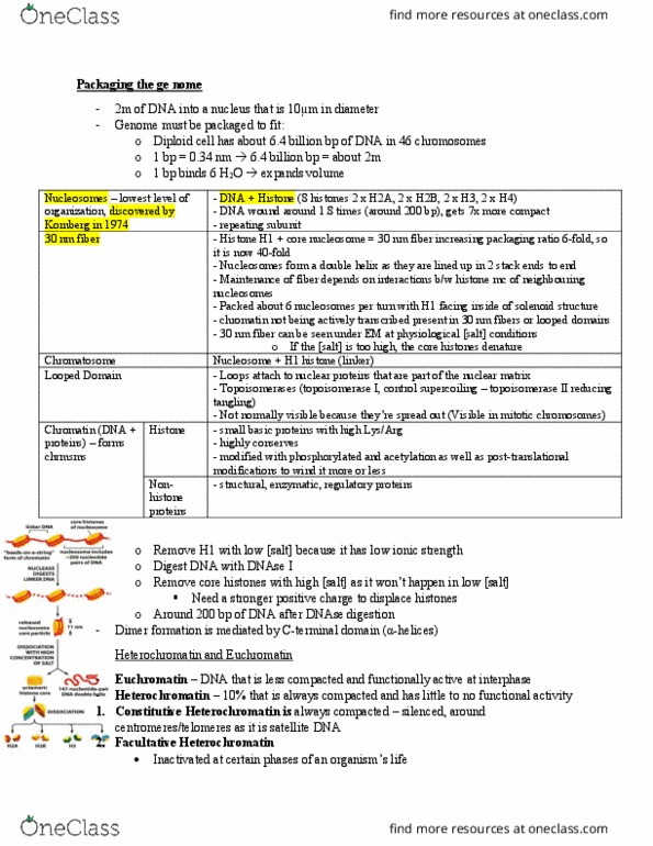 BIOB11H3 Lecture Notes - Lecture 7: Histone H1, Heterochromatin, Satellite Dna thumbnail