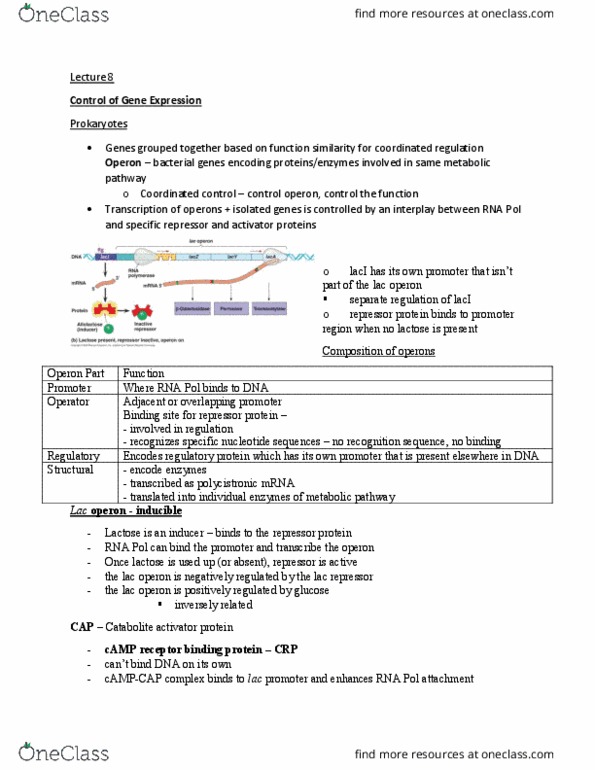 BIOB11H3 Lecture Notes - Lecture 8: Lac Operon, Catabolite Activator Protein, Lac Repressor thumbnail