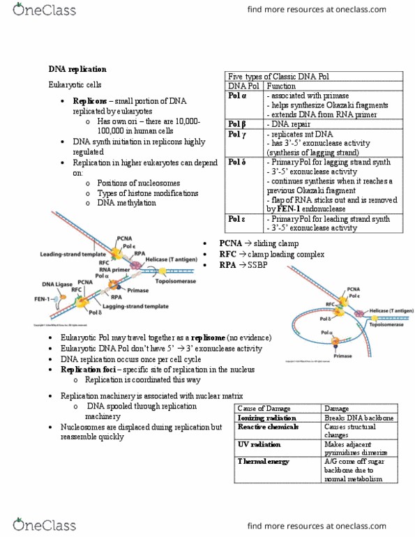 BIOB11H3 Lecture Notes - Lecture 10: Okazaki Fragments, Dna Replication, Flap Structure-Specific Endonuclease 1 thumbnail